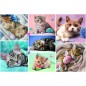 Puzzle Kittens 100 db