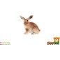 Hare fiatal zooted