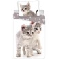 Ágynemű fotónyomat Kitten grey