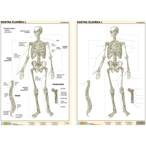 Táblázat - Emberi csontváz 1