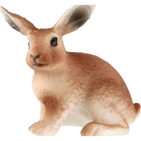 Hare fiatal zooted