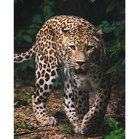 Takaró Leopard